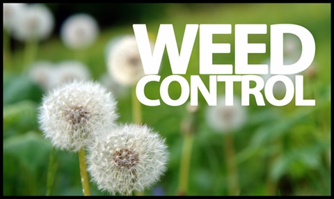 weed control.jpg