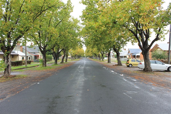 Goulburn Street trees.JPG