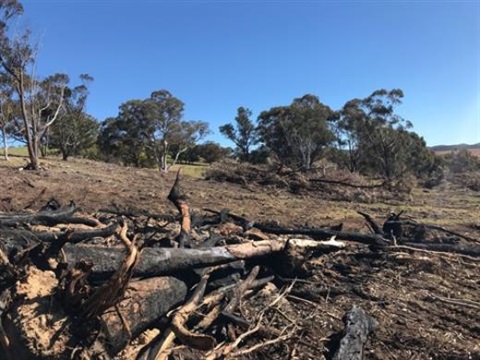 unauthorised-vegetation-removal.jpg