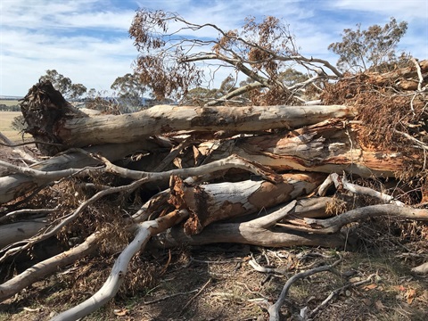 Large-trees-piled-up-for-burning-20210819.jpg